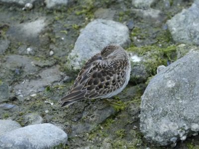 A Least Sandpiper napping in the intertidal zone with its beak tucked under a wing. It is surrounded by little rocks as big as it is, in the shade