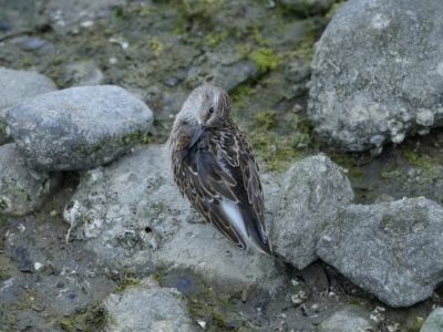 A Least Sandpiper preening in the intertidal zone, with little rocks as big as it is, in the shade