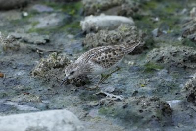 A Least Sandpiper wandering the intertidal zone and bending down, with little rocks as big as it is, in the shade