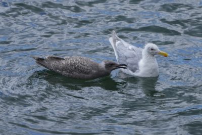 A first-year Glaucous-winged Gull and its parent are swimming on the water. The chick is whining to its parent to be fed. The parent is looking away, looking a bit frazzled