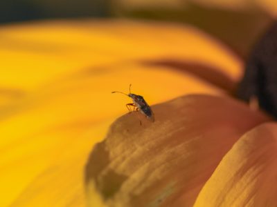 A stink bug is standing on a yellow flower