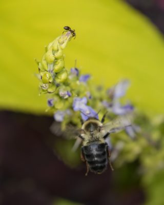 A bumblebee is landing on a clump of lavender flowers. There is a small and right at the top of this clump