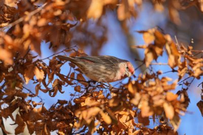 A male House Finch in a tree, surrounded by orange foliage. Some bits of bright blue sky in the background
