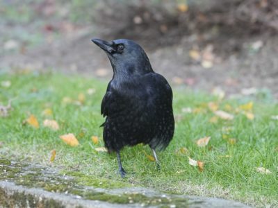A crow is standing in grass next to a short drop, facing me but looking up to one side