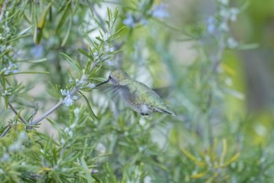An Anna's Hummingbird blending in with the foliage in the low light, hovering and aiming at some small white flowers