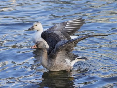 An immature White-fronted Goose in the foreground, standing belly deep in water and spreading its wings, with an immature Snow Goose in the background
