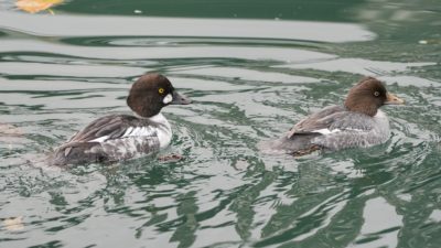 Two Common Goldeneyes swimming next to each other. One is an immature male, with brown head and prominent white cheek patch, and mottled grey / white body; the other is a female, with similar-looking brown head and grey body