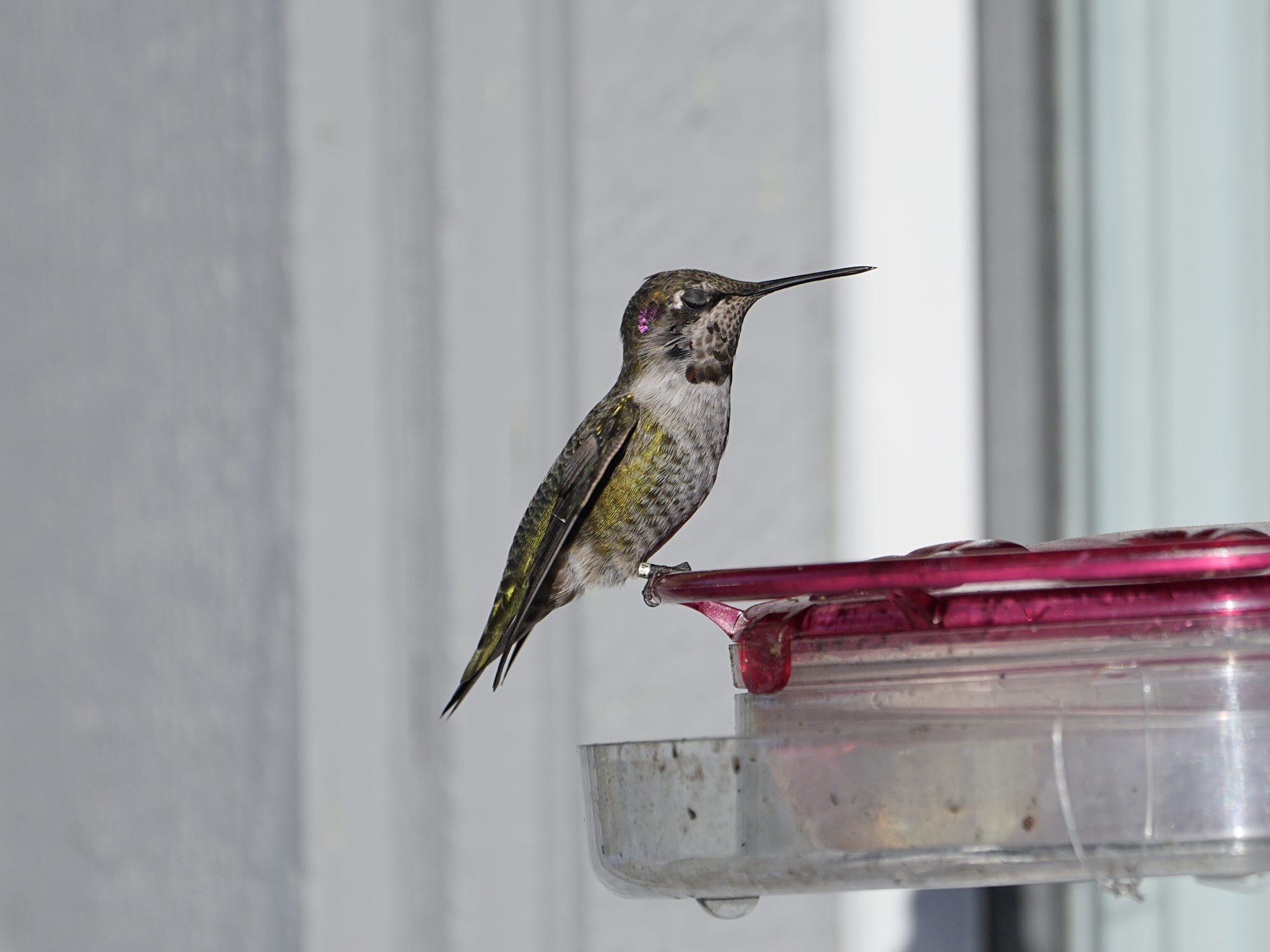 An immature male Anna's, with partially iridescent gorget, is sitting at a feeder with its eyes closed