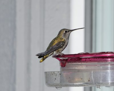 A female Anna's is sitting at a feeder