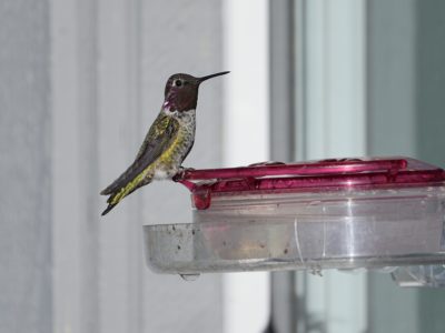 An adult male Anna's hummingbird, with slightly iridescent gorget, is sitting at a feeder