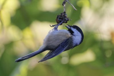 A Black-capped Chickadee is hanging from the end of a twig, in the shade, with dappled greenery in the background