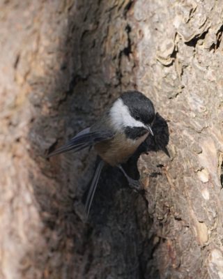 A Black-capped Chickadee is on a tree trunk, partly in the shade