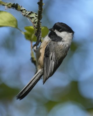 A Black-capped Chickadee is hanging from the end of a twig, with dappled greenery in the background