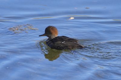 A female Hooded Merganser swimming on the water