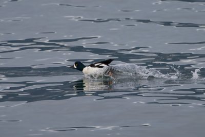 A male Barrow's Goldeneye is landing belly first on the water