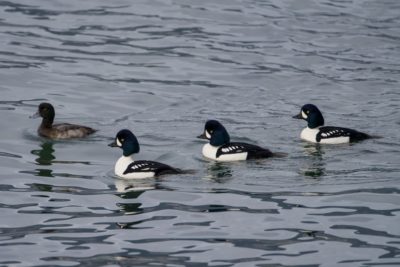Three male Barrow's Goldeneyes and one immature Greater Scaup, calmly swimming along