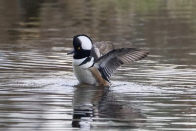 A male Hooded Merganser on the water, raising its chest and flapping its wings
