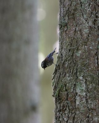 A Chestnut-backed Chickadee climbing upside down on a tree trunk.