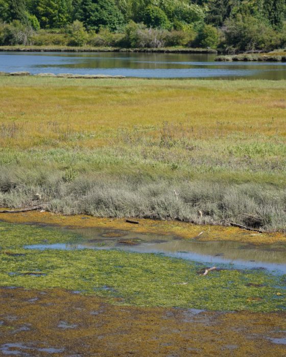 A view of the marshy area at one end of Blackie Spit. Open water and a row of trees are visible in the background