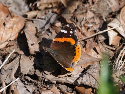 A Red Admiral butterfly -- with mostly dark brown wings, a few white spots, and a lighter orange band