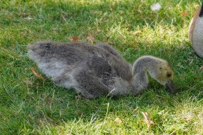A young Canada Gosling is sitting down in the shade