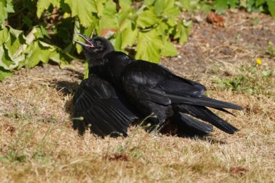 A juvenile crow is lying flat on the ground and with wings spread, while an adult is preening it