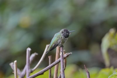 A male Anna's Hummingbird perched on a twig. There are a few stray white feathers on his gorget, suggesting he's going through a moult