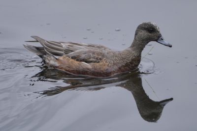An adolescent male American Wigeon is swimming on water, trailing a string of seaweed gunk from its bill. The light is grey and overcast
