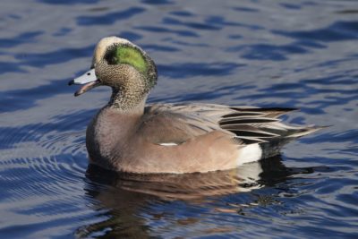 A male American Wigeon with its bill open