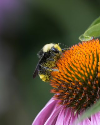 A bumblebee, covered in pollen, is on the core of a coneflower