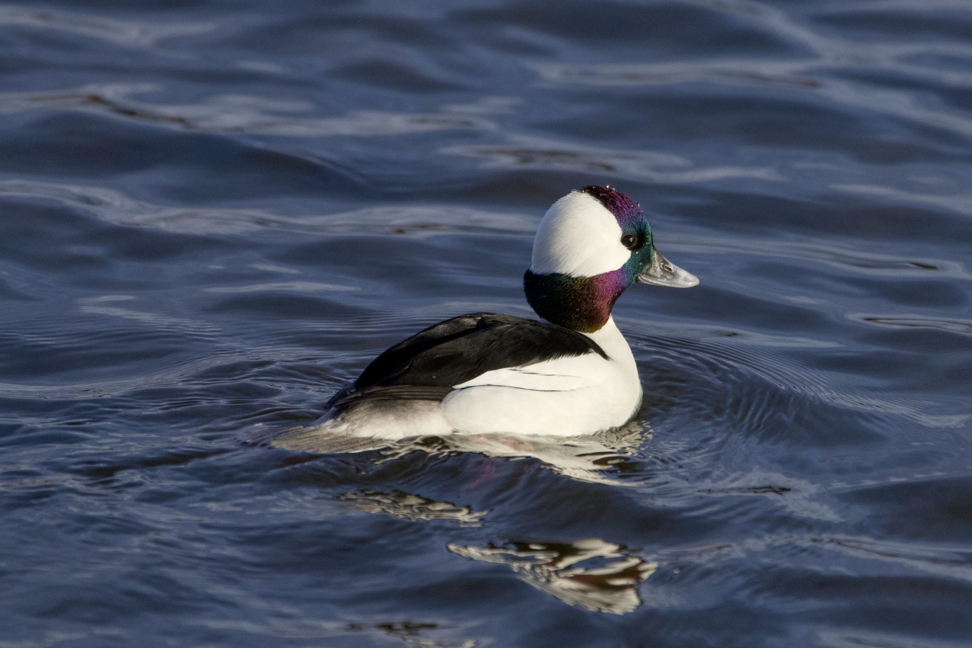 A male Bufflehead swimming along