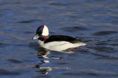 A male Bufflehead swimming along