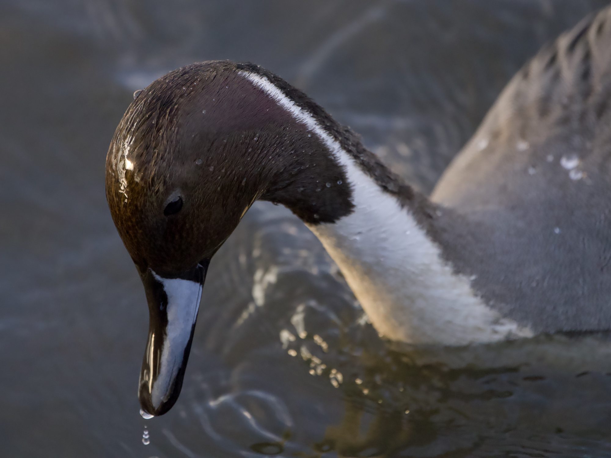 A slightly out of focus photo of a male Northern Pintail in the water