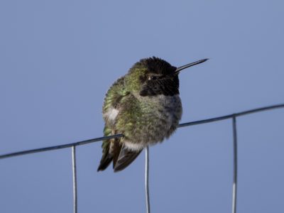 A male Anna's Hummingbird is sitting on a fence, fluffed out against the cold