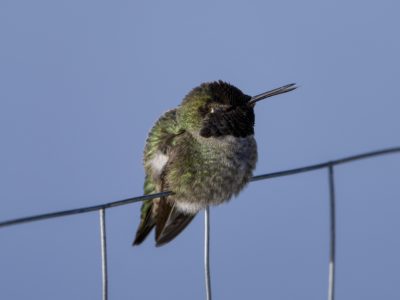 A male Anna's Hummingbird is sitting on a fence, fluffed out against the cold and singing -- its beak is very slightly open at the end