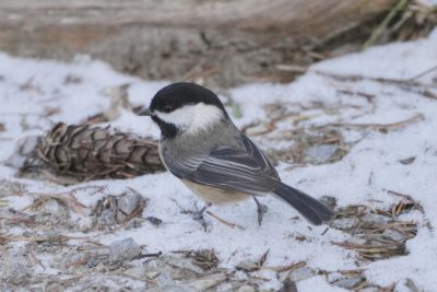 A Black-capped Chickadee is standing on snowy ground