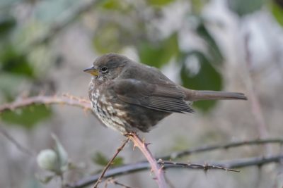 A Fox Sparrow is sitting on a branch, all fluffed out