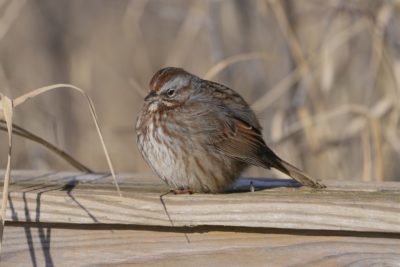 A Song Sparrow is sitting on a wooden fence, round and fluffed out against the cold