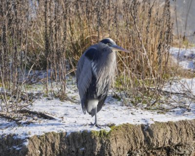 A Great Blue Heron is standing on one leg, on snowy ground