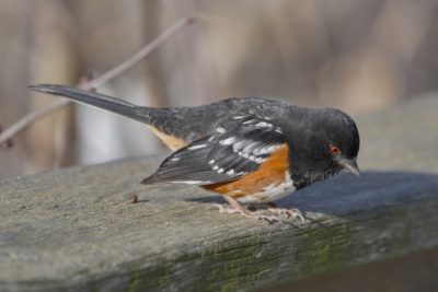 A Spotted Towhee is sitting on a wooden fence, looking down over the edge