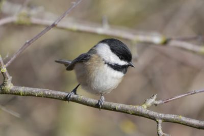 A Black-capped Chickadee is standing on a branch, looking to the side