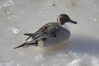 A male Northern Pintail is sitting on a frozen pond