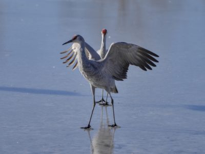 One Sandhill Crane walking away with its wings partly spread, from another crane in the background. They are on a frozen pond