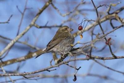 A female Purple Finch up in a tree, surrounded by bare branches, is eyeing a single red berry