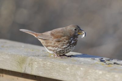 A Fox Sparrow is sitting on a wooden fence with parts of seeds hanging from its beak