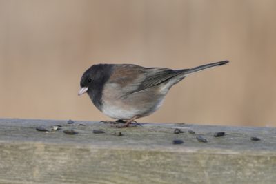 A Dark-eyed Junco is sitting on a wooden fence, surrounded by sunflower seeds