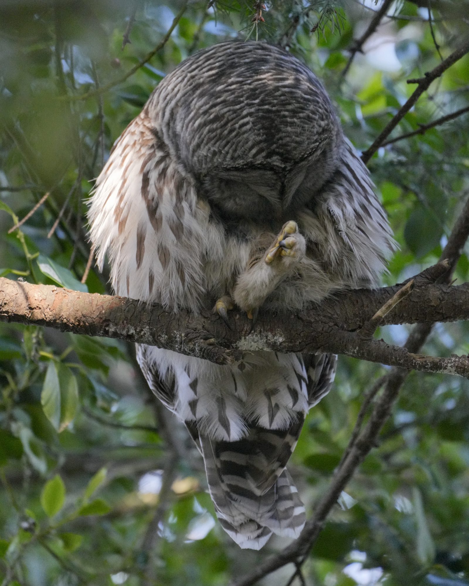 A Barred Owl is up in a tree, preening its chest and holding out one foot for some reason