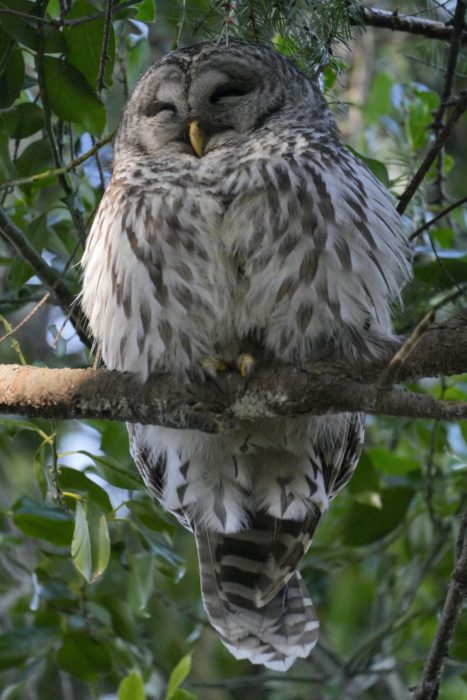 A Barred Owl up in a tree, looking quite content with its eyes closed