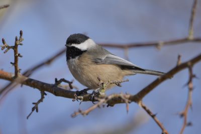 A Black-capped Chickadee sitting on a branch, looking very alert