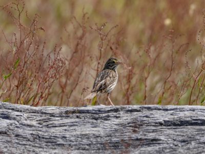 A Savannah Sparrow on a log, with brownish grasses in the background